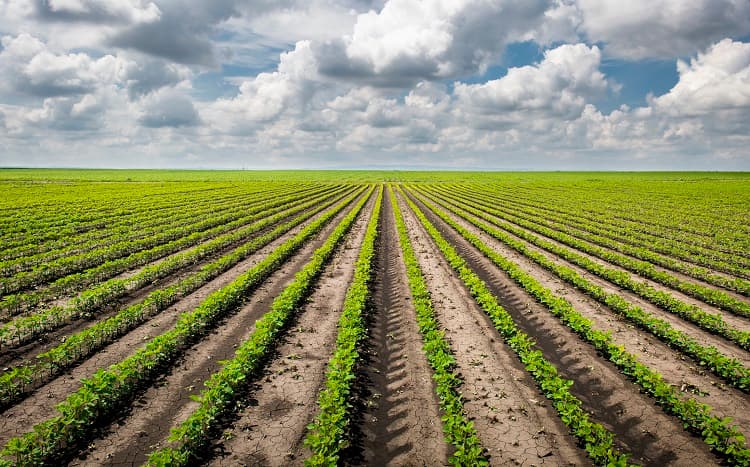 Imagem da notícia Agricultura regenerativa: cuidar do solo é cuidar do clima e da segurança alimentar Imagem da notícia Agricultura regenerativa: cuidar do solo é cuidar do clima e da segurança alimentar